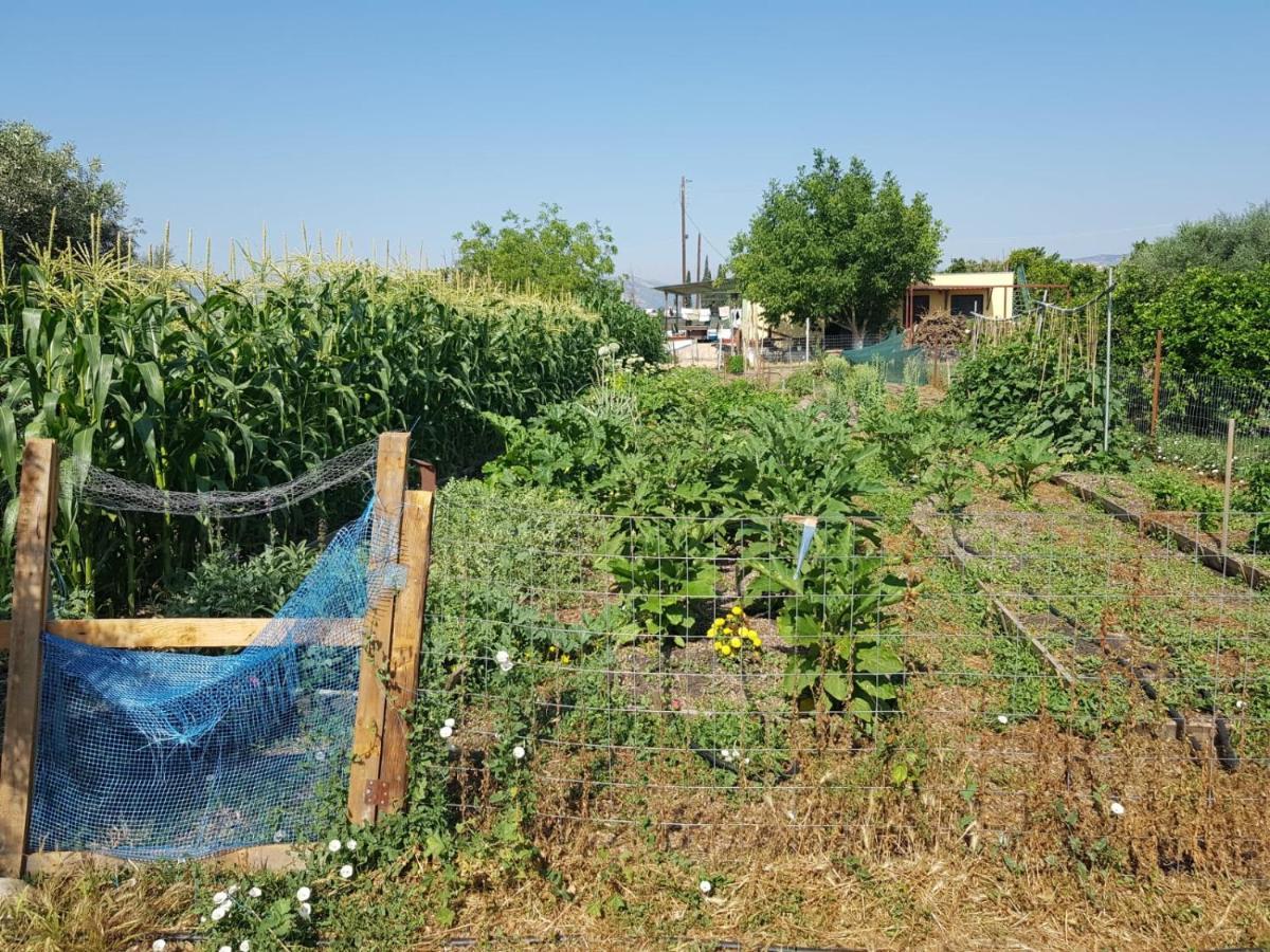 Eco Glamping With Pool Between Nafplio And Argos Ngoại thất bức ảnh